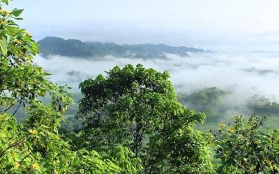 Forêt en voie de disparition